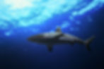 Le requin gris