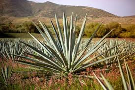 Un Viaje por el Cultivo del Agave en Puebla