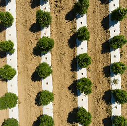 DJI_0249.jpg