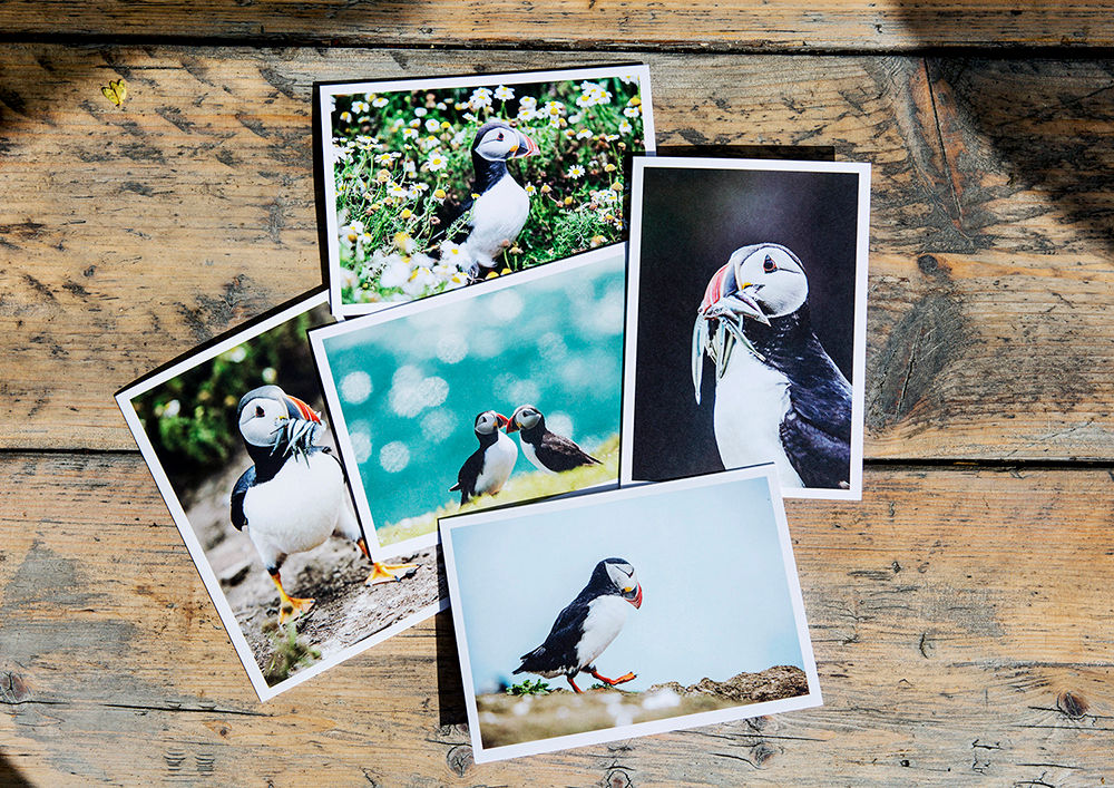 Pembrokeshire Puffins Greeting Cards