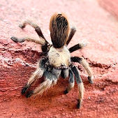 Tarantula_edited.jpg