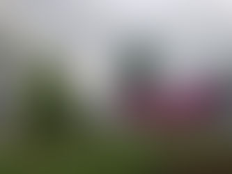 White houses and flowers