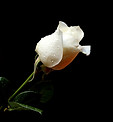 White-Rose-Wallpapers-Pictures.jpg
