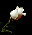 White-Rose-Wallpapers-Pictures.jpg