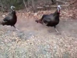 Wild Turkeys On Thanksgiving Day