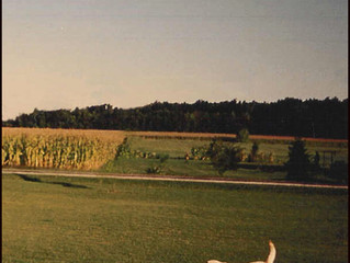Evening Fields