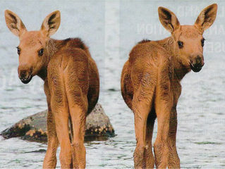 Cute Baby Moose Grow Up