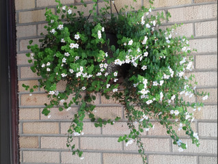 Bacopa Hangs At My Front Door