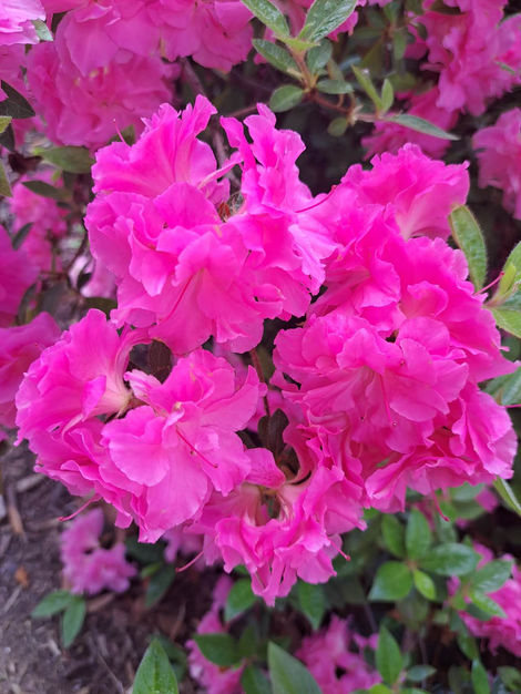 Flowers, Photography, and Photo Editing