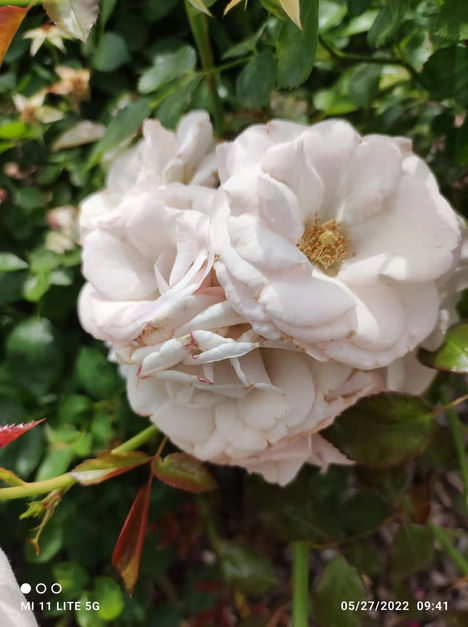 White flower