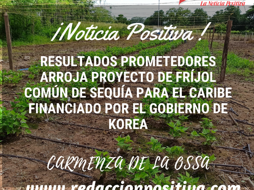 Resultados prometedores en el proyecto de fríjol en el Caribe financiado por el gobierno de Korea