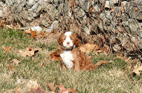Iowa's Lake Park Labradoodles, Puppies, Upcoming Litters