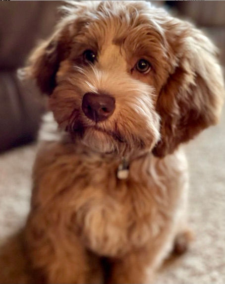 Iowa's Lake Park Labradoodles, Puppies, Upcoming Litters