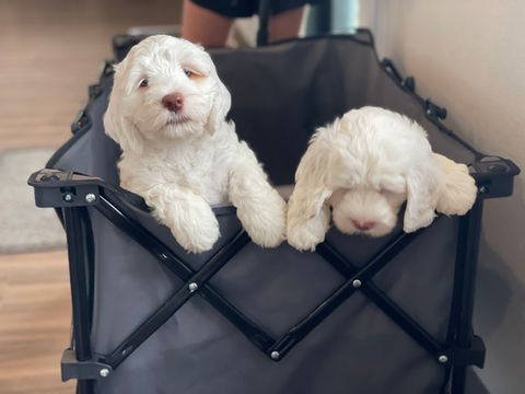 Iowa's Lake Park Labradoodles, Puppies, Upcoming Litters