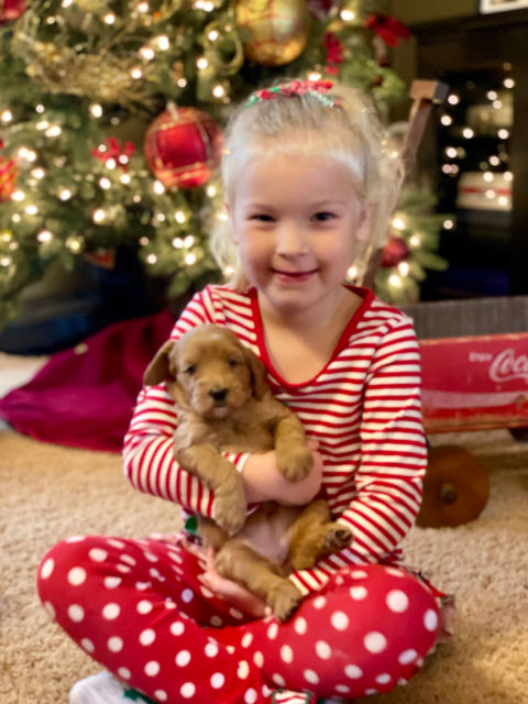 Iowa's Lake Park Labradoodles, Puppies, Upcoming Litters