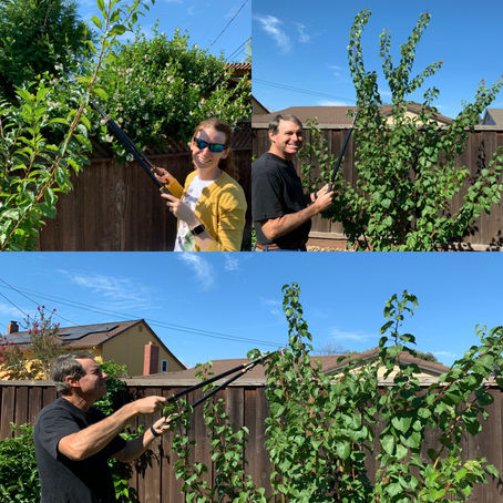 Pinch Pruning, an Urban Orchard Technique!