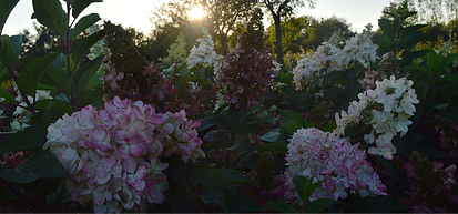 DSC_9901_hortensia_roze_M_smal.png