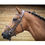 Thumbnail: Bridon London JUMP'IN Collection One