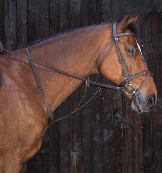 Martingale à anneaux RIDING WORLD havane