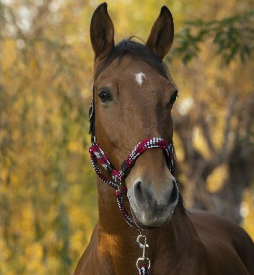 Miniature : Licol + longe NORTON Tressé poney