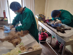 Campañas de esterilización se efectúan en las parroquias rurales