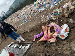 Operativo de control de cárnicos en plazas y mercados de Riobamba