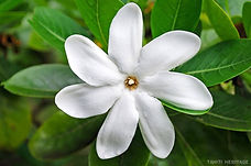 fleur-tiare-tahiti-heritage.jpg