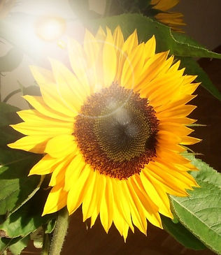 Sonnenblume_edited.jpg