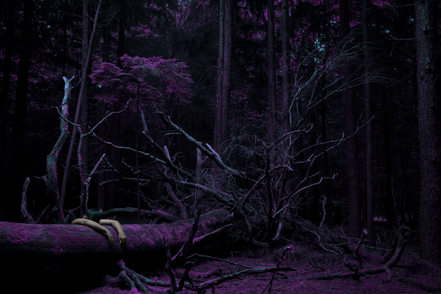 arms on a tree.png