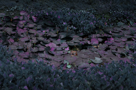 lotus pads.png