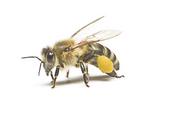 Bee2_edited.png