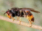 Asian Hornet