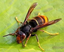Hornet2.jpeg
