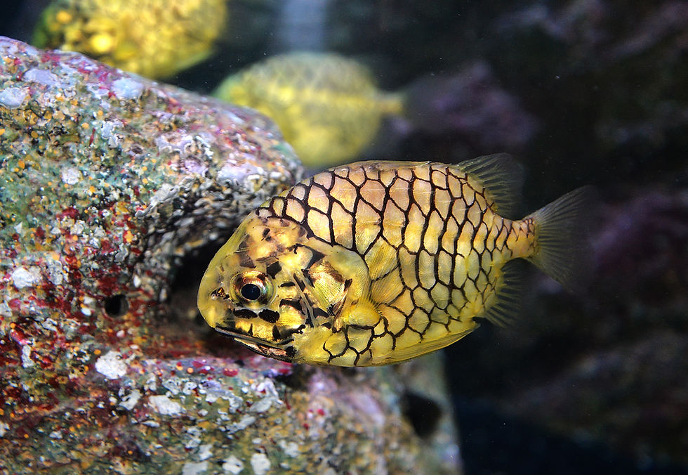 Pinecone Fish Cleidopus Gloriamaris
