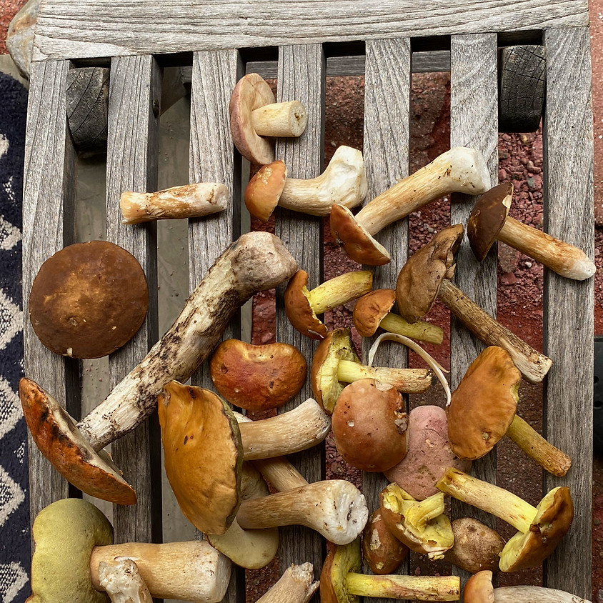 Mushroom Walk in Waterville Valley