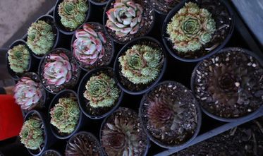 Bayside Garden Centre succulents arranged in neat rows, ready for packing