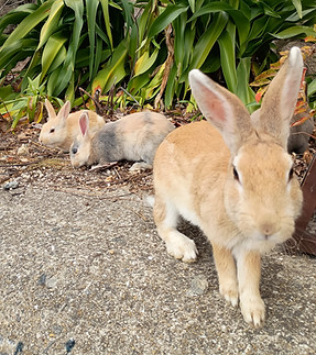 okunoshima_rabbit.jpg