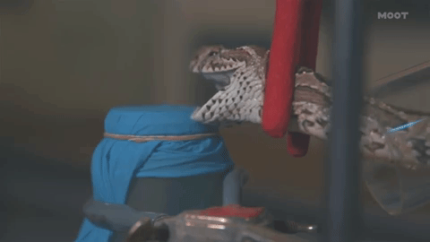 MOOT gif snake snakebite experiment science