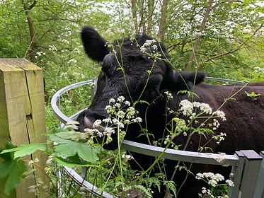 Shalford Cow.jpeg