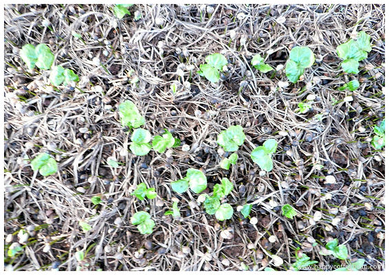 2 tiny coffee seedlings with wmark.jpg