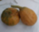 Chemical free tien qi leaf