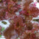 Chemical free tien qi leaf