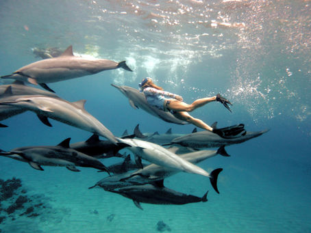 GIFTS OF THE OCEAN
