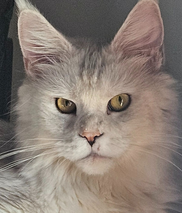 Photo of our queen, Eira