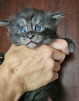 female-dk pink collar.jpg