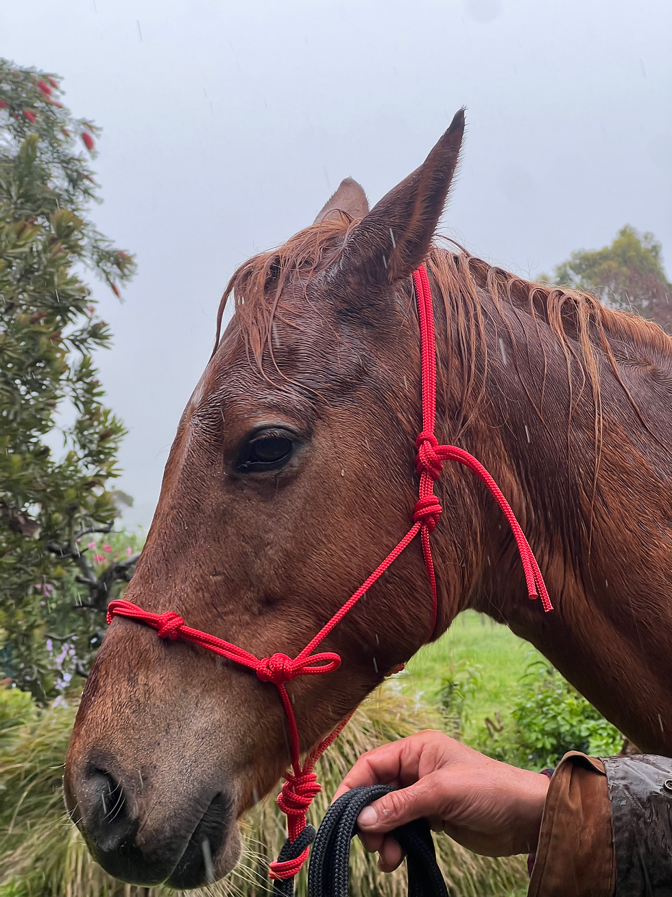 Thumbnail: The Rope Whisperer - All in One Tack - Fire (Red & Black)