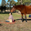 Thumbnail: GIFT CARD - Meditation with Horses - 10 pack