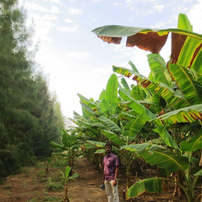 Windbreak Tree Varieties