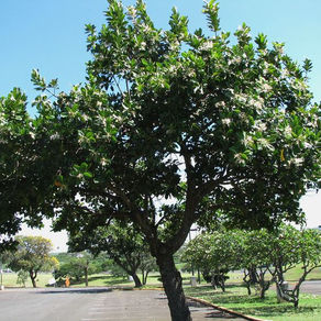Calophyllum Inophyllum
