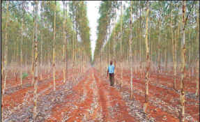 Eucalyptus